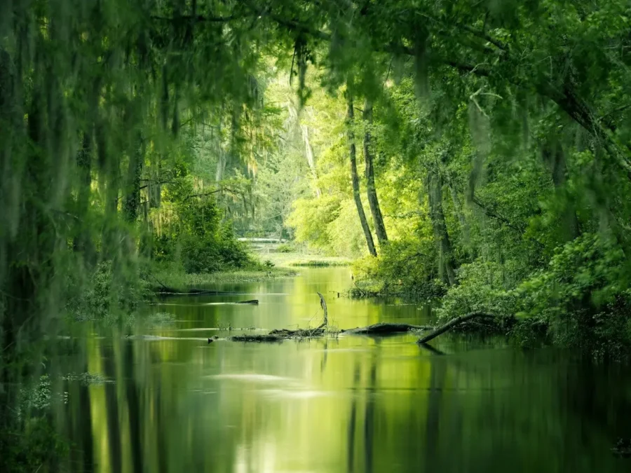 Volunteer for UK habitat restoration
